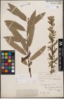 Foto von Salix cinerea L. x Salix viminalis L.